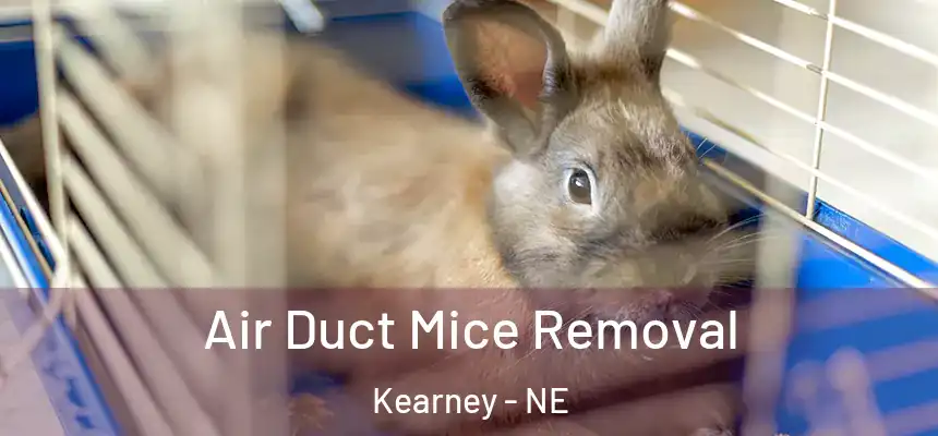  Air Duct Mice Removal Kearney - NE